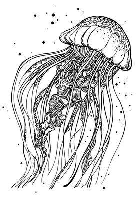 Jellyfish