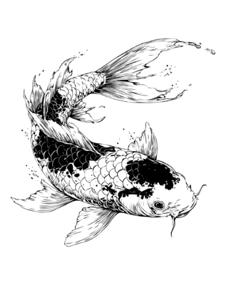 Koi Carp