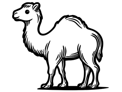 Camel